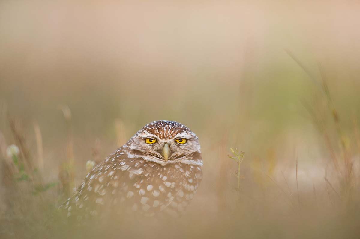 bird brown and white owl close-up photography florida