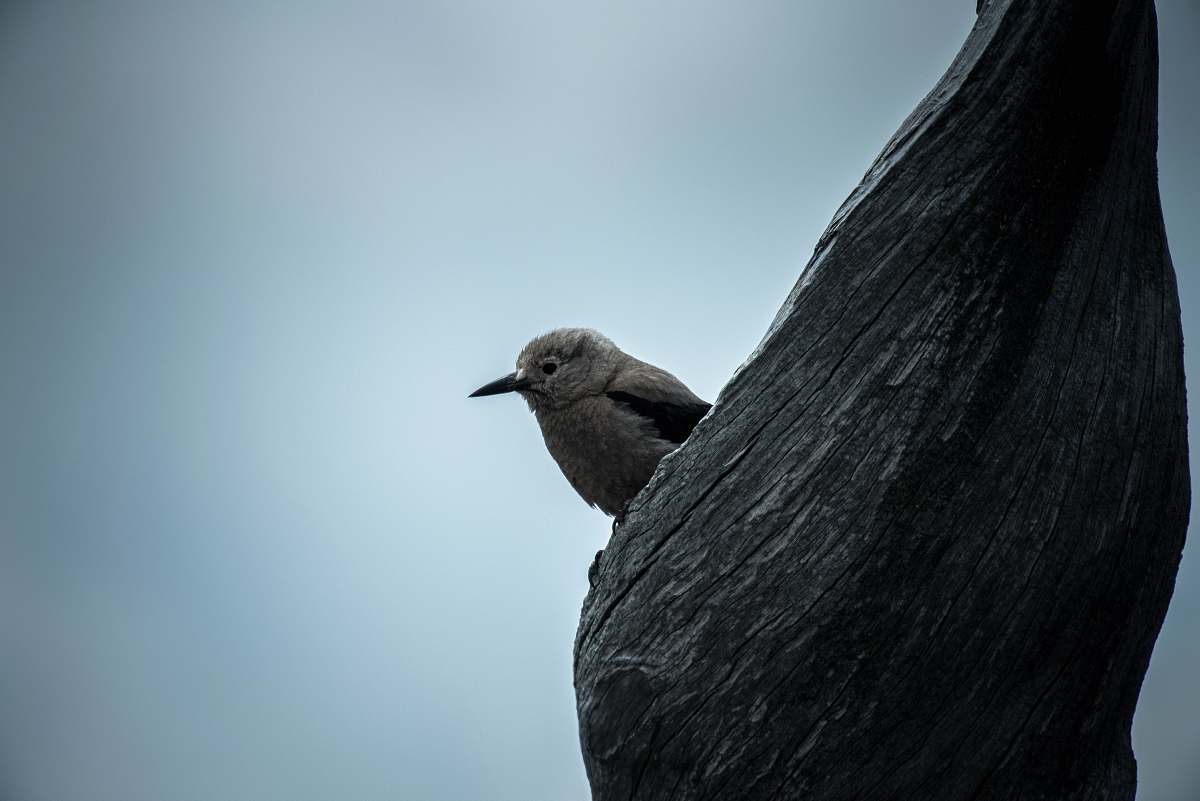 bird brown bird perched on tree blue