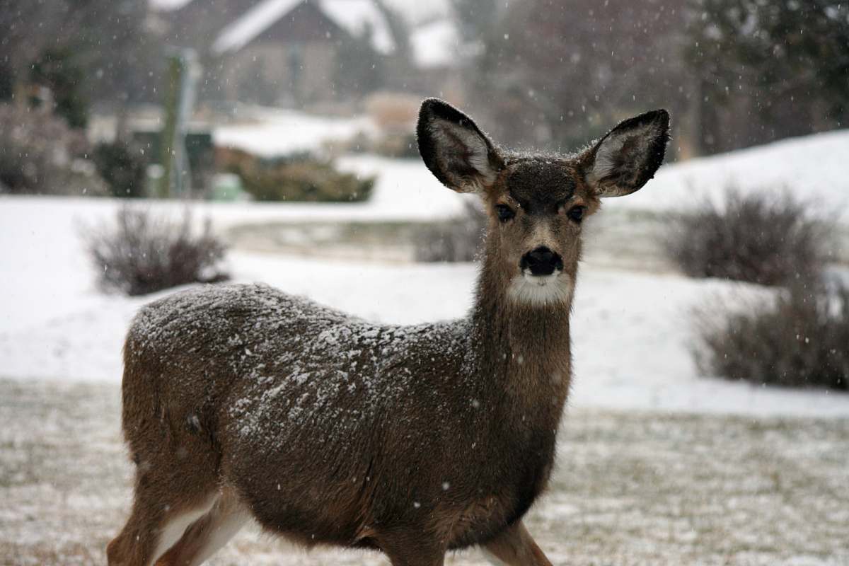deer brown deer wildlife
