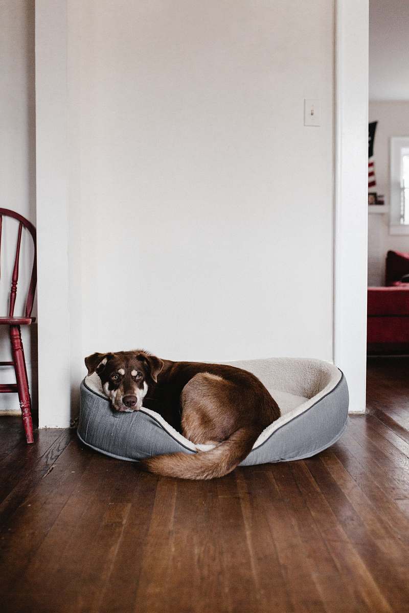 dog brown dog laying on white bed wood