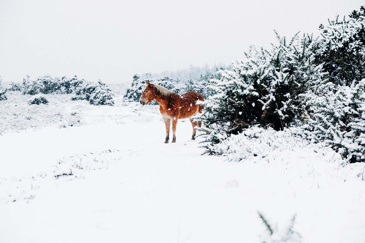 snow brown horse standing snow covered land horse