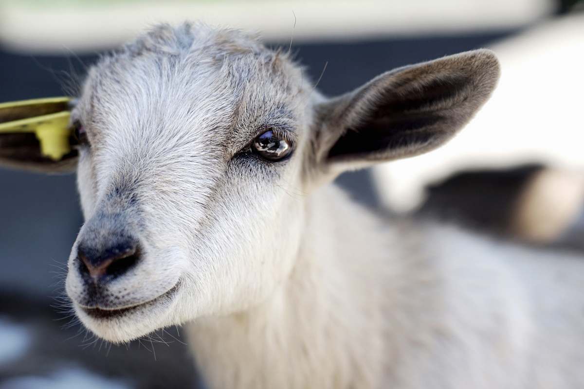 mammal close photography of white goat goat