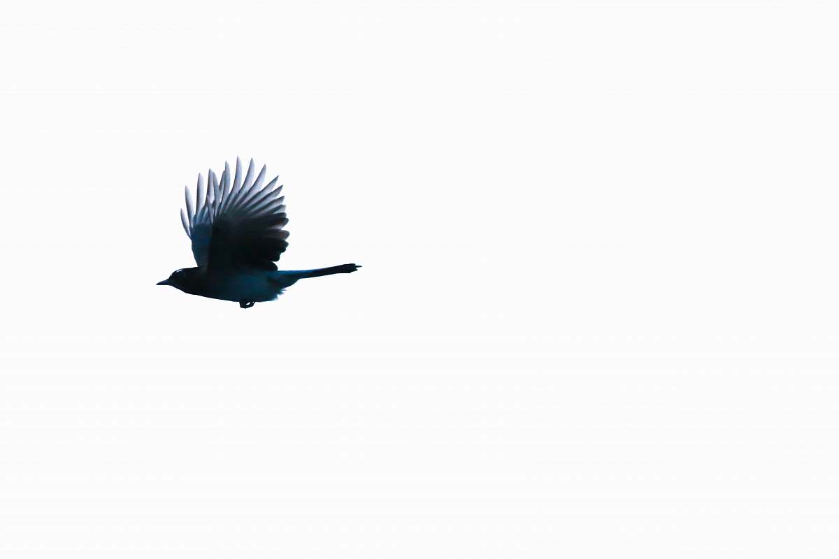bird close-up photo of blue bird crow