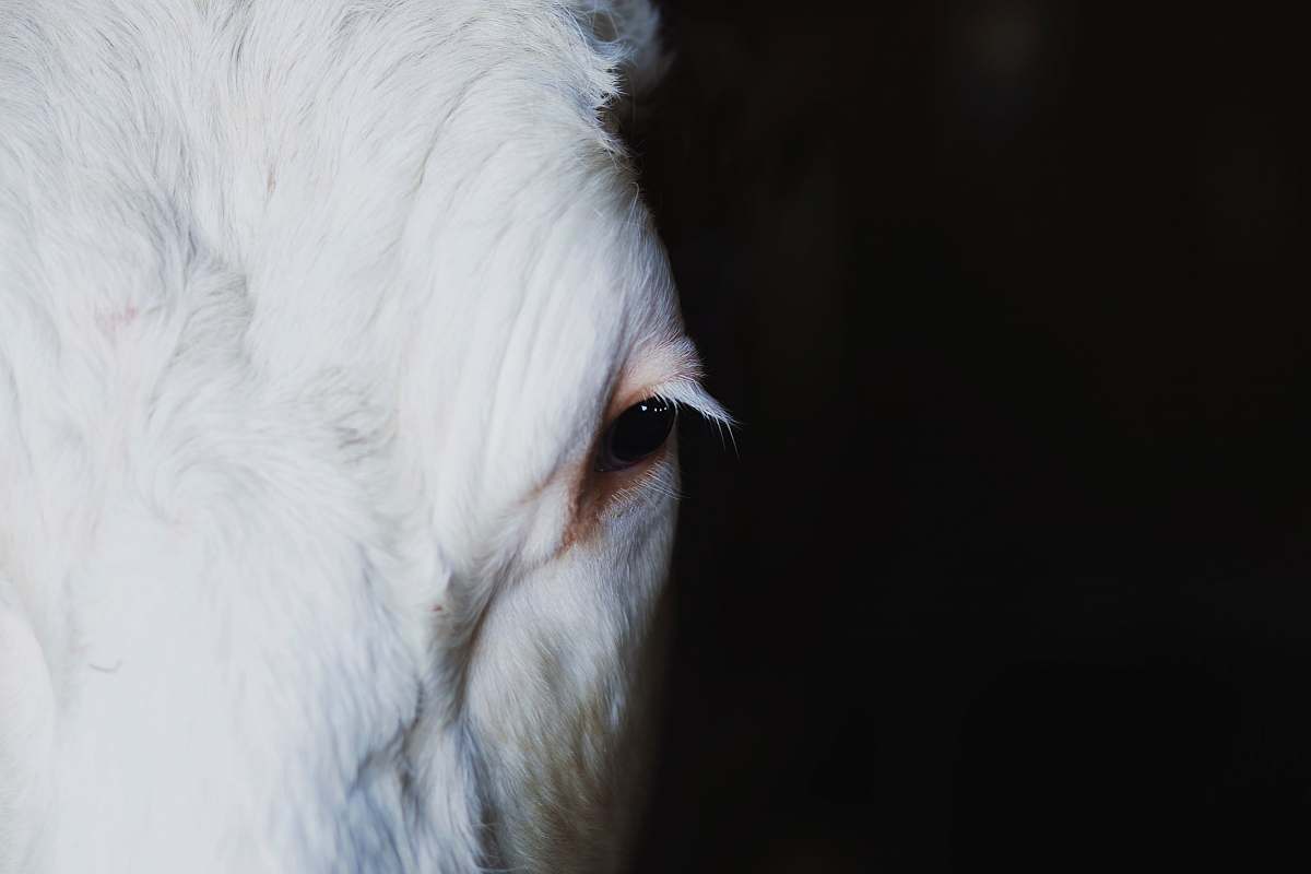 mammal close-up photograph of white animal contrast