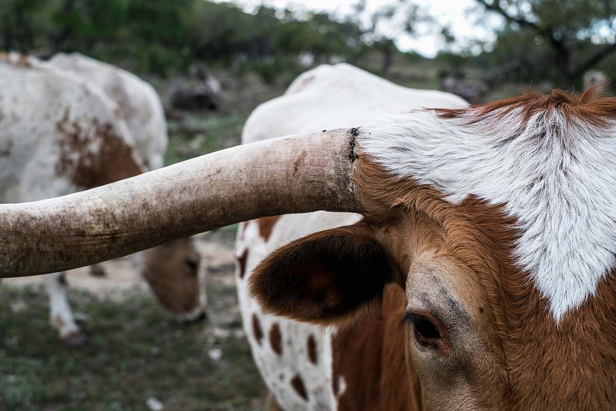 cattle close-up photography of white and brown cattel bandera