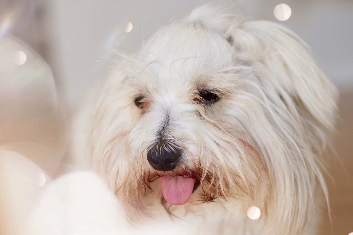dog closeup photo of white shih-tzu pet