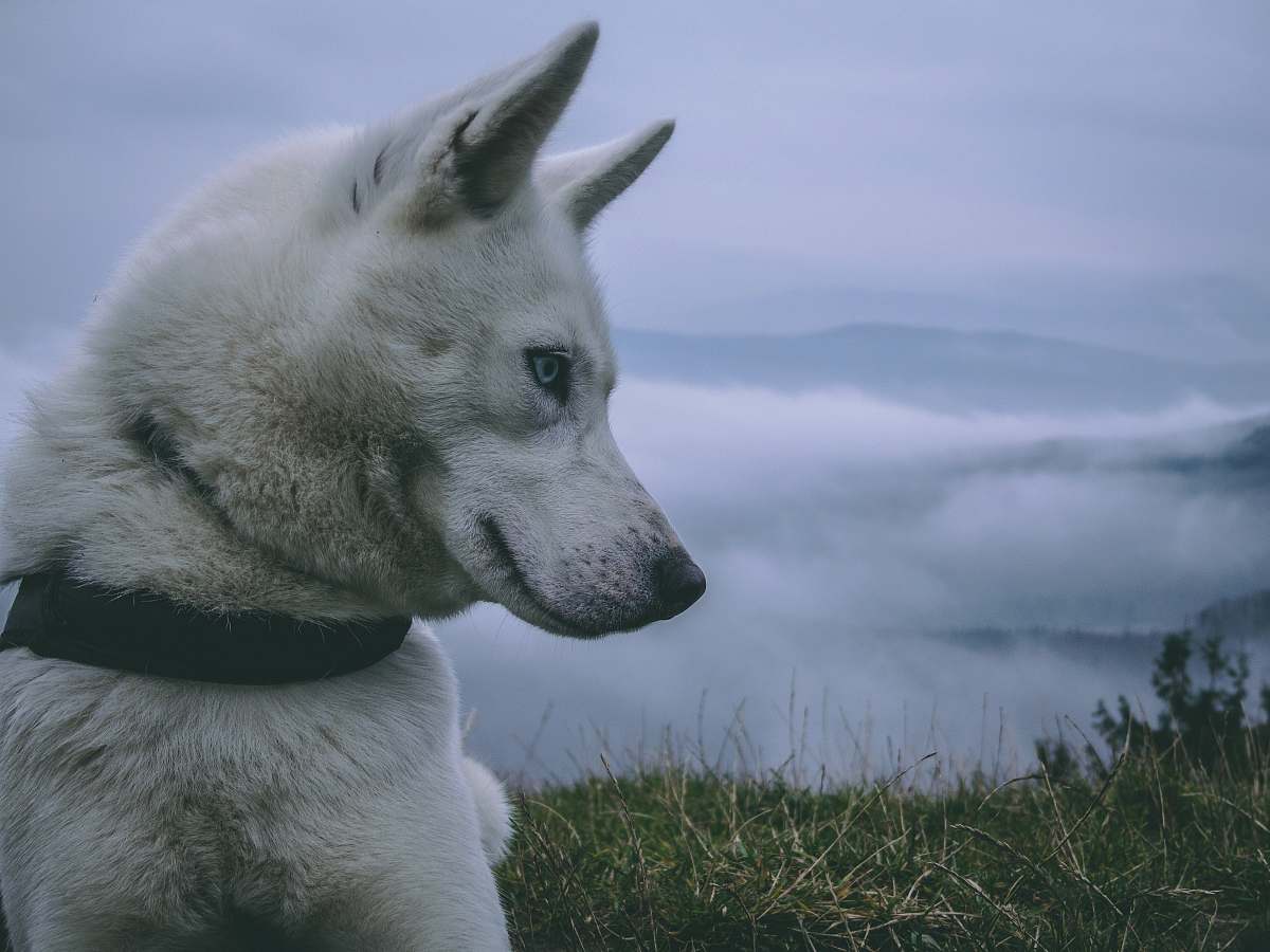 canine closeup photo of white wolf on grass field dog