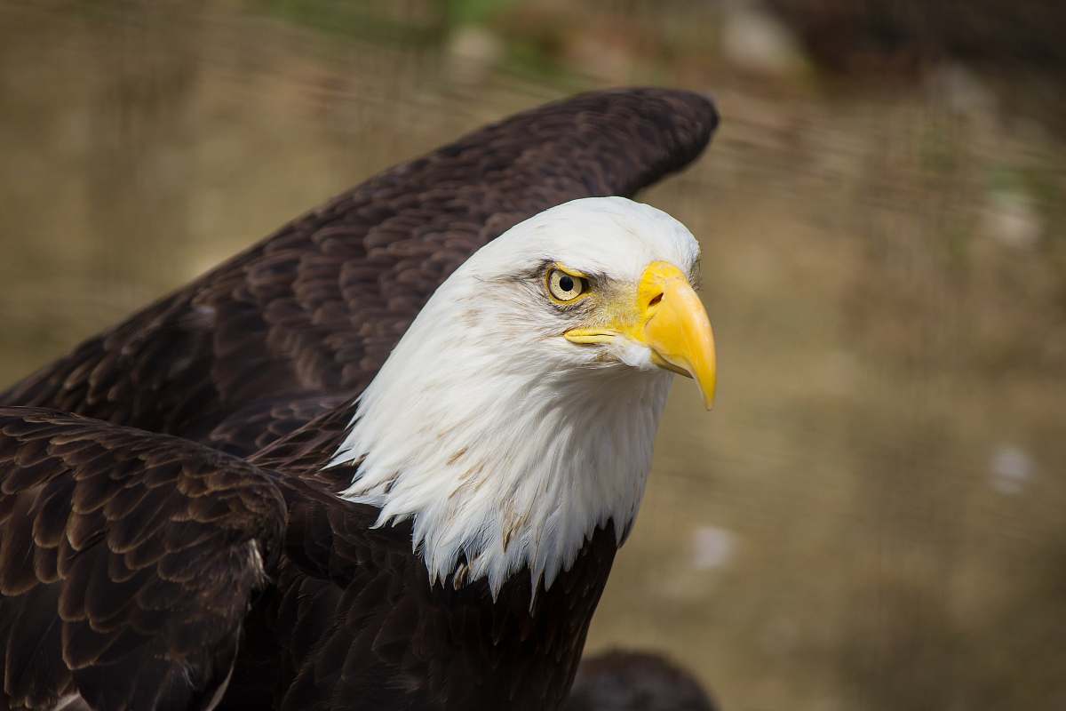 bird closeup photography of brown and white eagle eagle