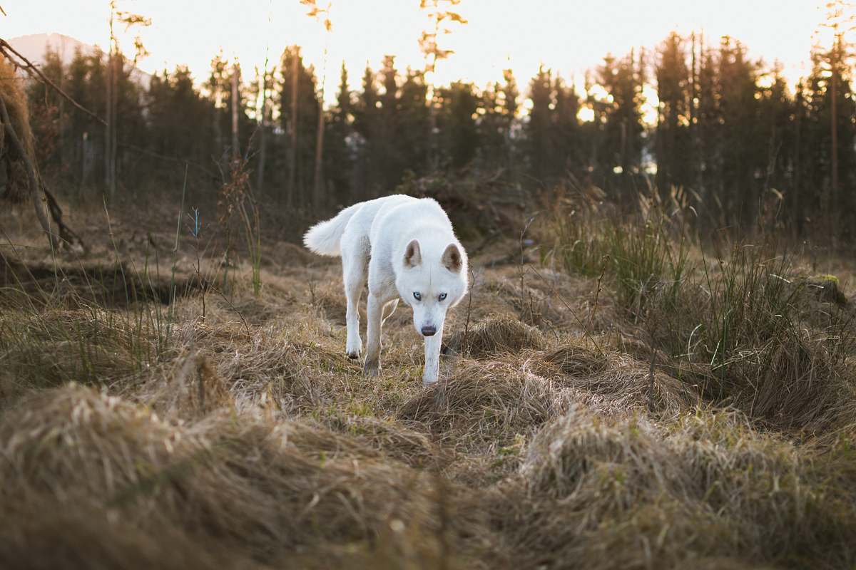 dog dog standing on dried grass pet