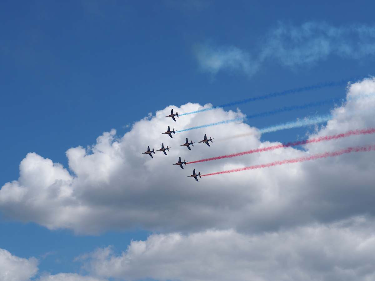 bird eight grey airplanes during daytime flying