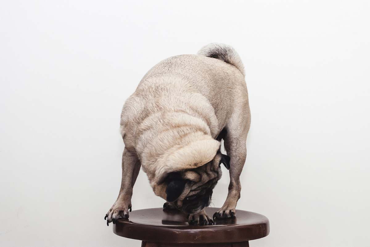 pet fawn pug on stool dog