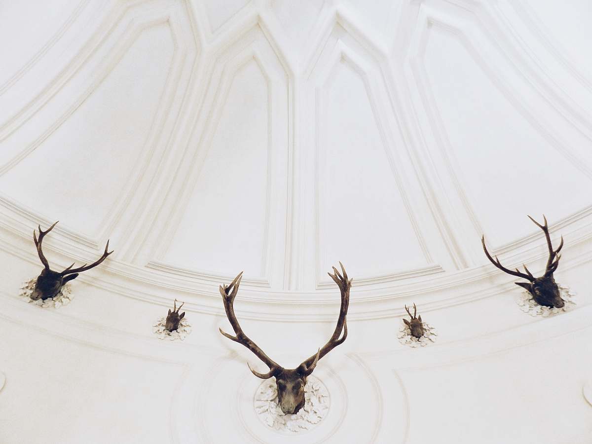 grey five black deer head taxidermies on white wall deer
