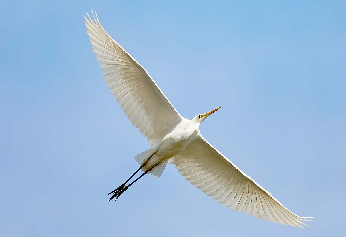 bird flying white bird waterfowl
