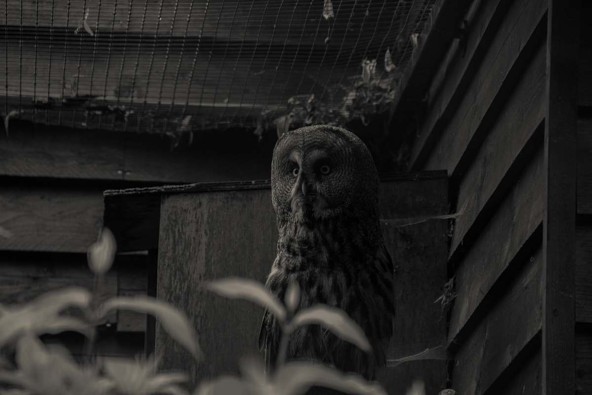 building grayscale photography of owl owl