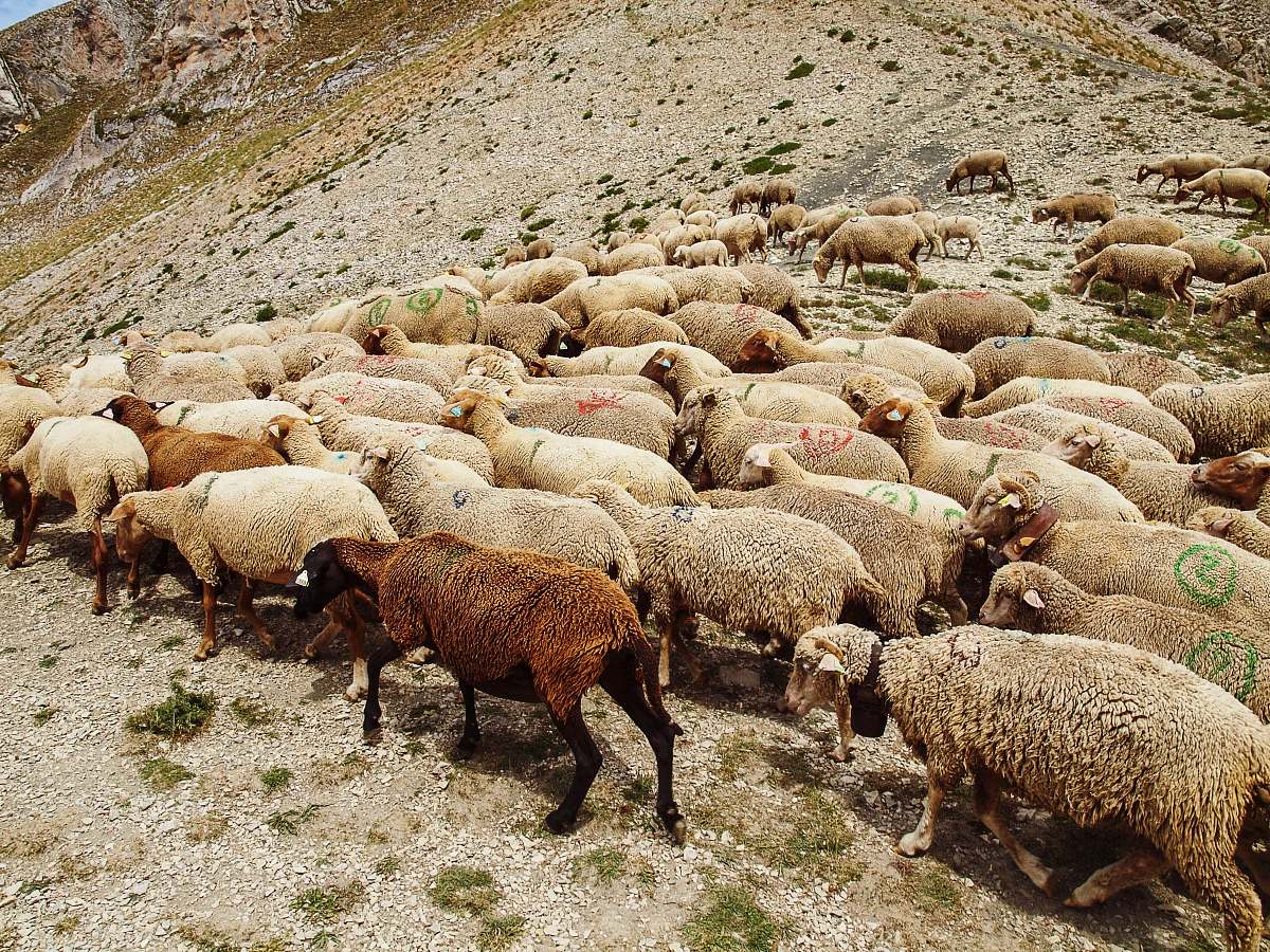sheep herd of sheeps mammal