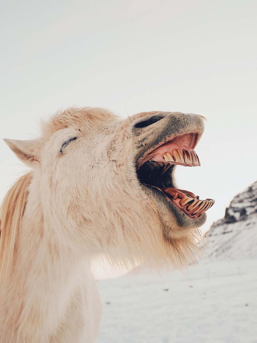 iceland long-coated brown animal horse