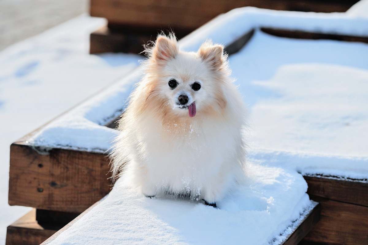 dog long-coated white dog pet