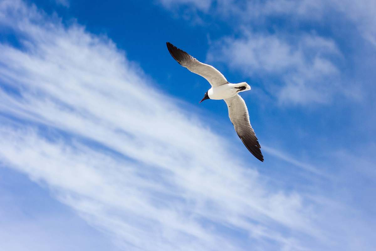 bird photo of flying white and black bird during daytime seagull