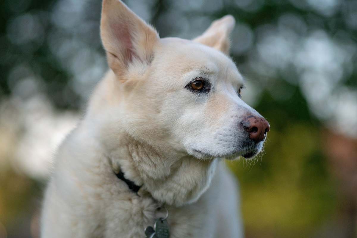 dog photo of white dog pet