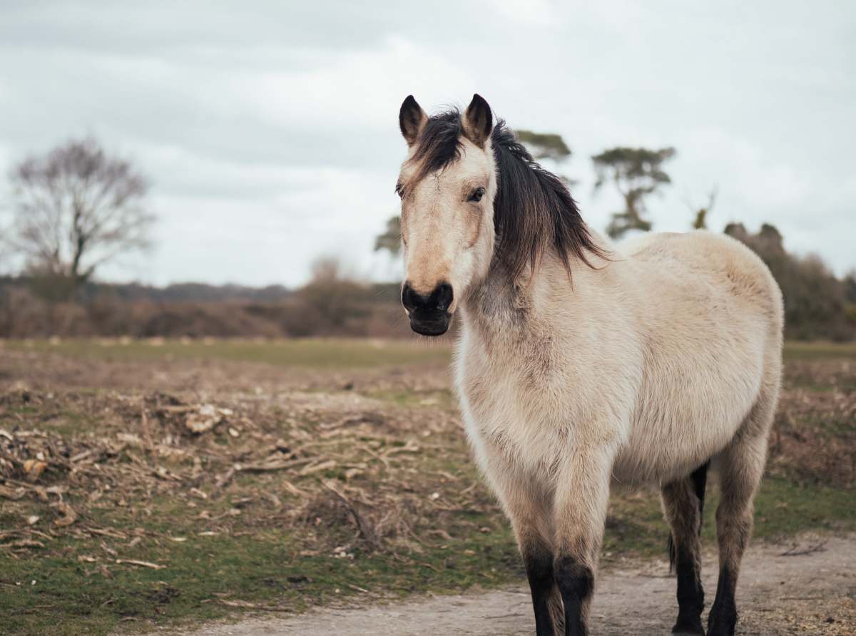 horse photography of black and beige pony standing on pathway near grass field foal