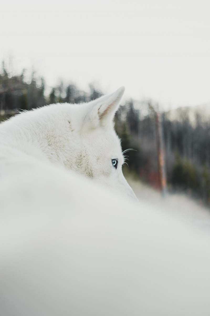 mammal photography of dog wolf