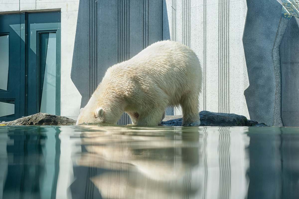 bear Polar Bear on body of water mammal