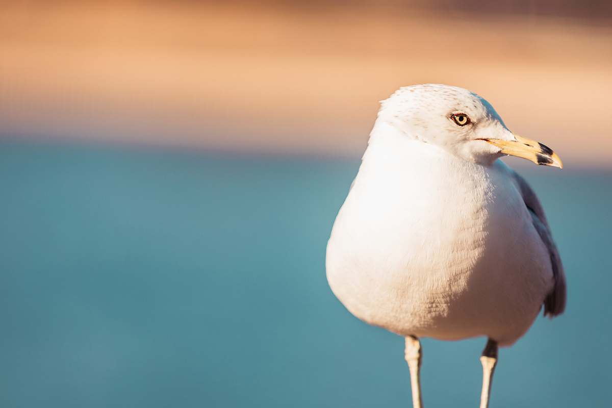 seagull rule of thirds photography of white bird bird