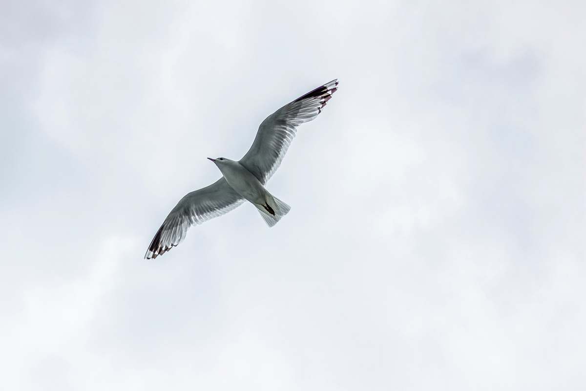 bird seagull flying under white clouds seagull