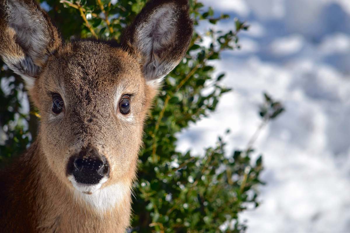 deer selective focus photo of brown deer mammal
