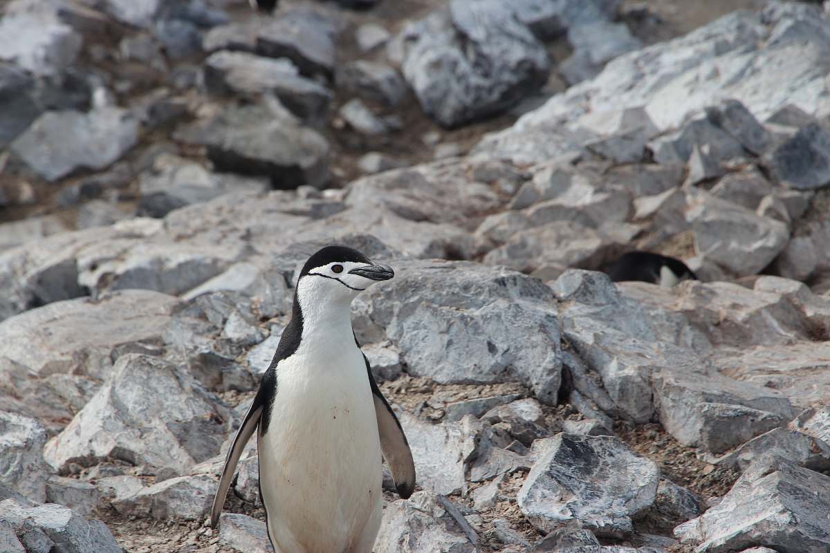 bird selective focus photo of white and black penguin standing on stone penguin