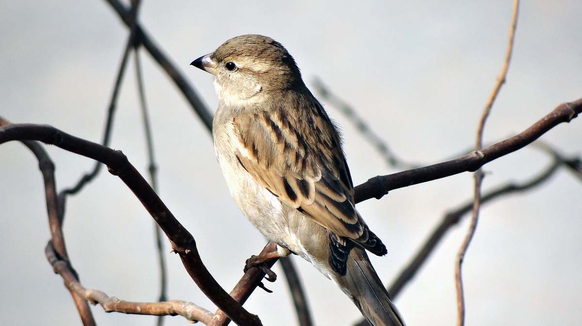 bird selective focus photography of sparrow standing on branch sparrow