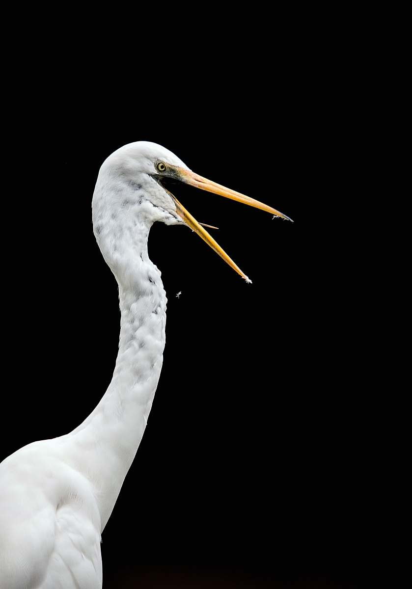 bird selective focus photography of swan australia