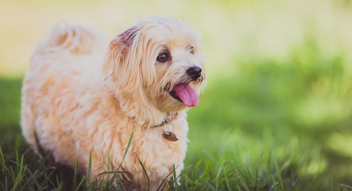dog shallow focus photo fshort-coated beige dog pet