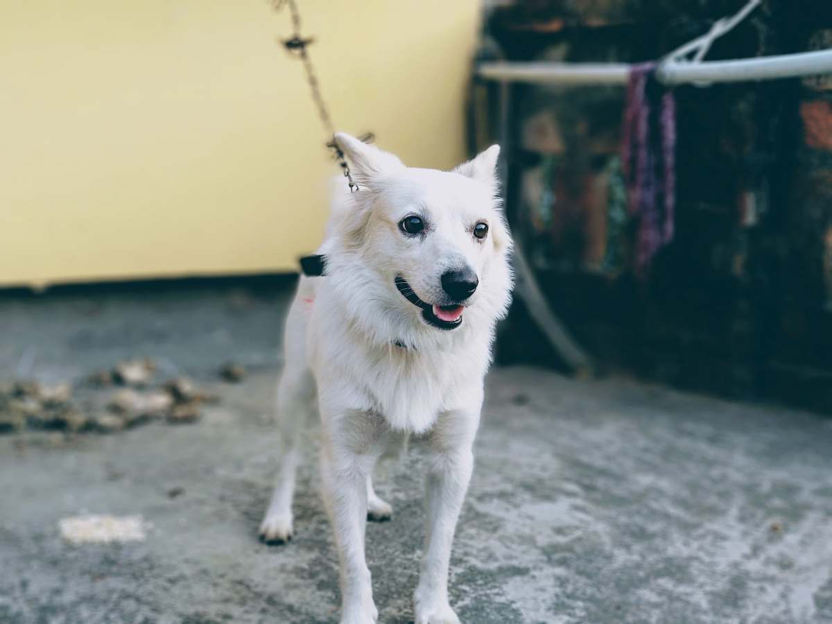 dog shallow focus photo of short-coated white dog pet