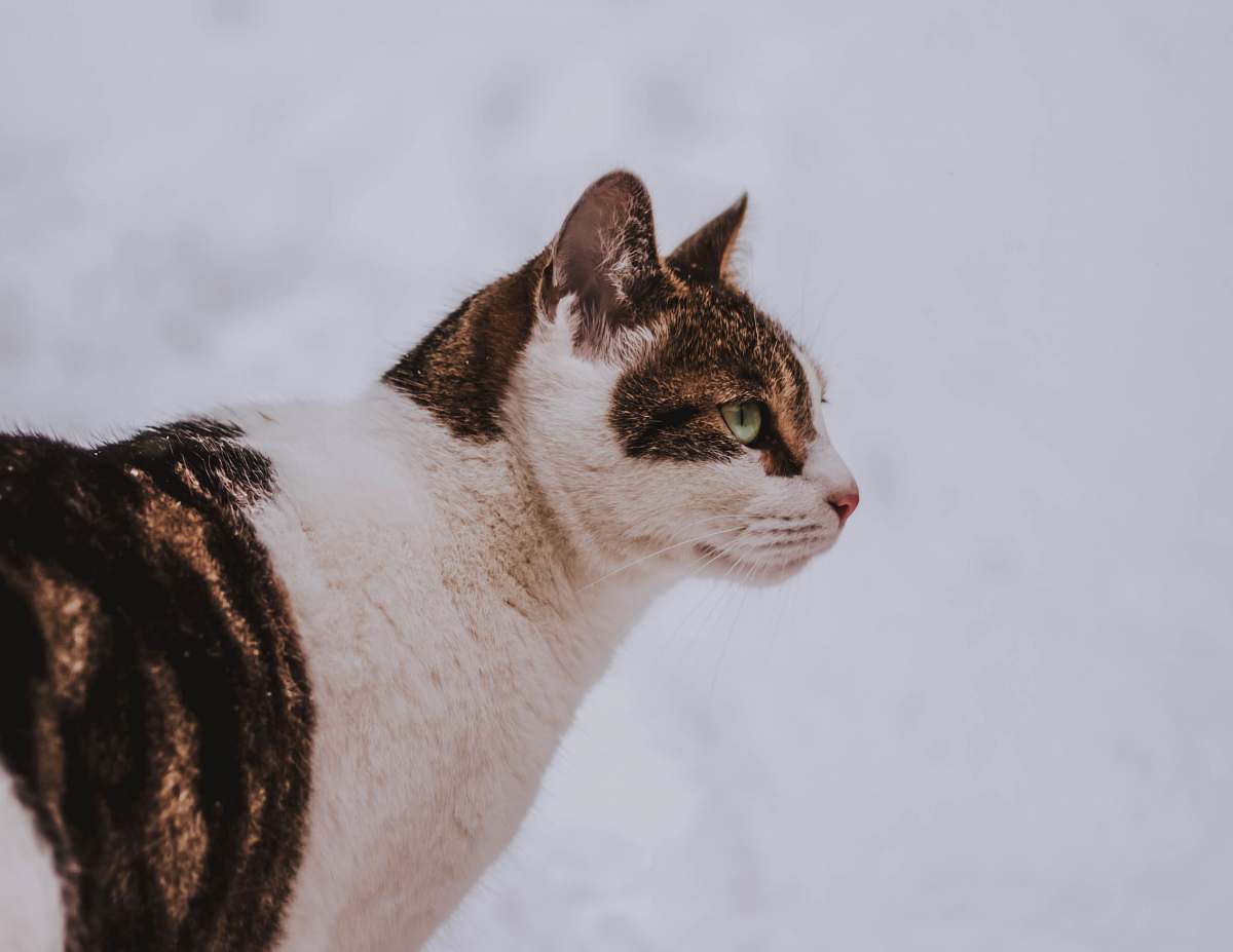 cat shallow focus photo of white and brown cat mammal