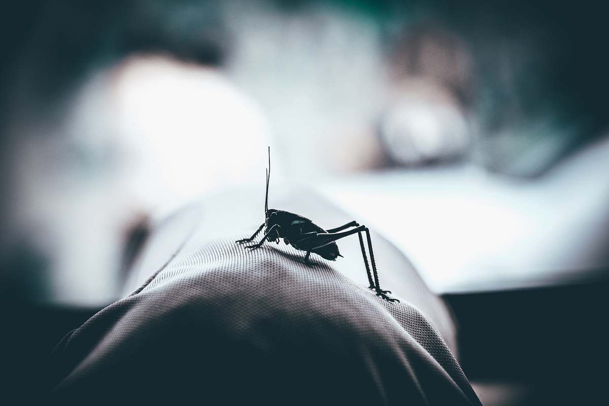 insect shallow focus photography of black grasshopper invertebrate
