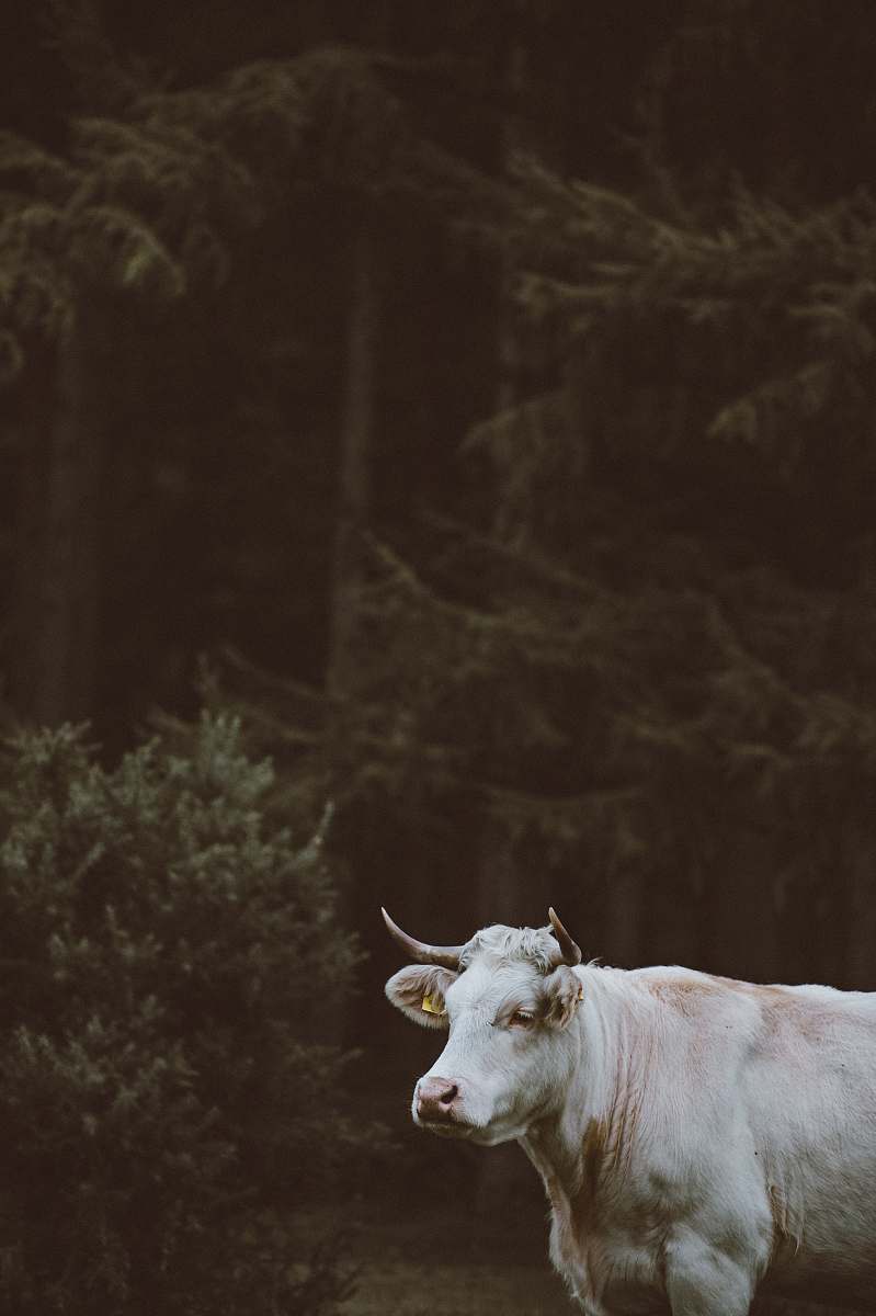 bull shallow focus photography of white cow near forest mammal