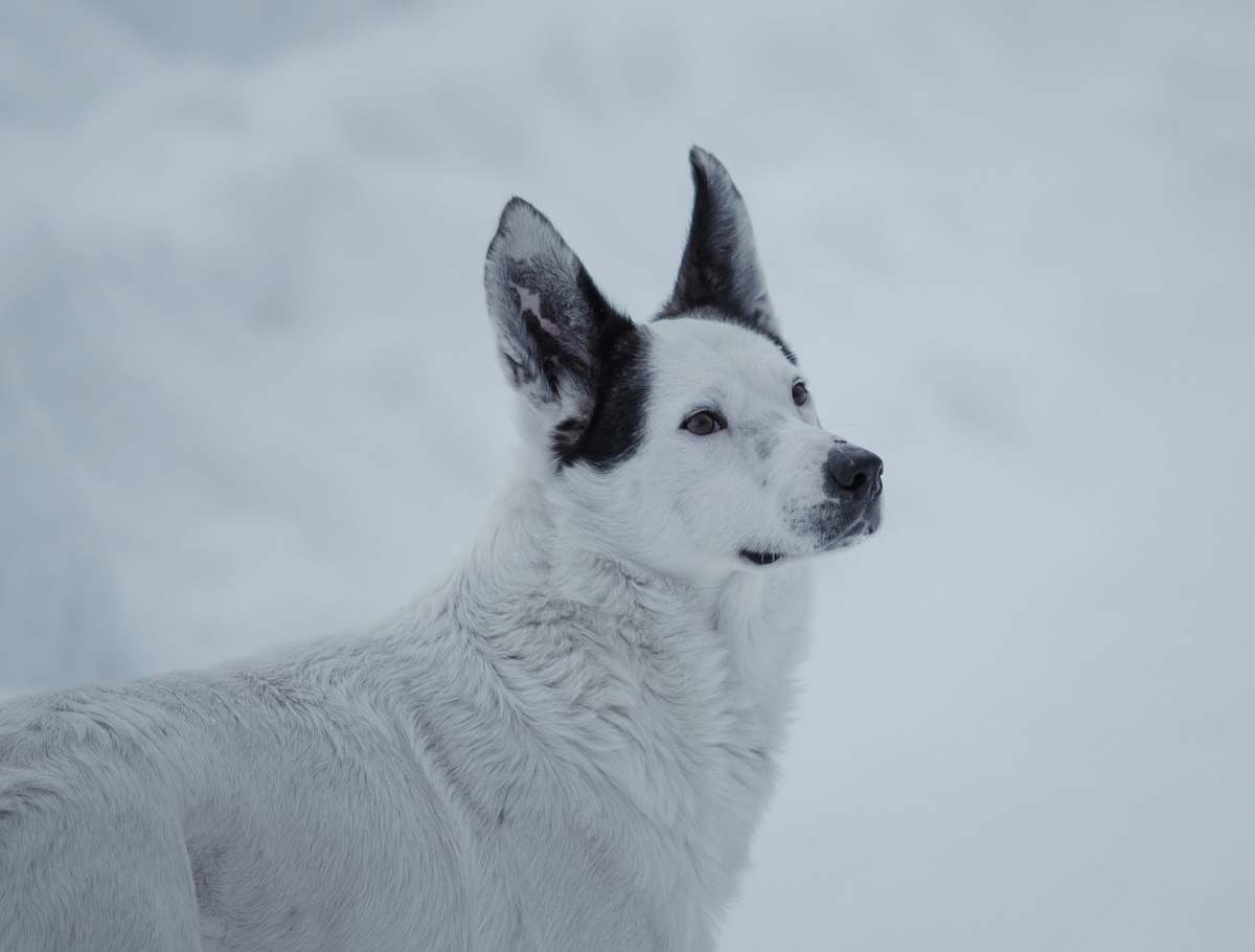 dog short-coated white and black cat canine