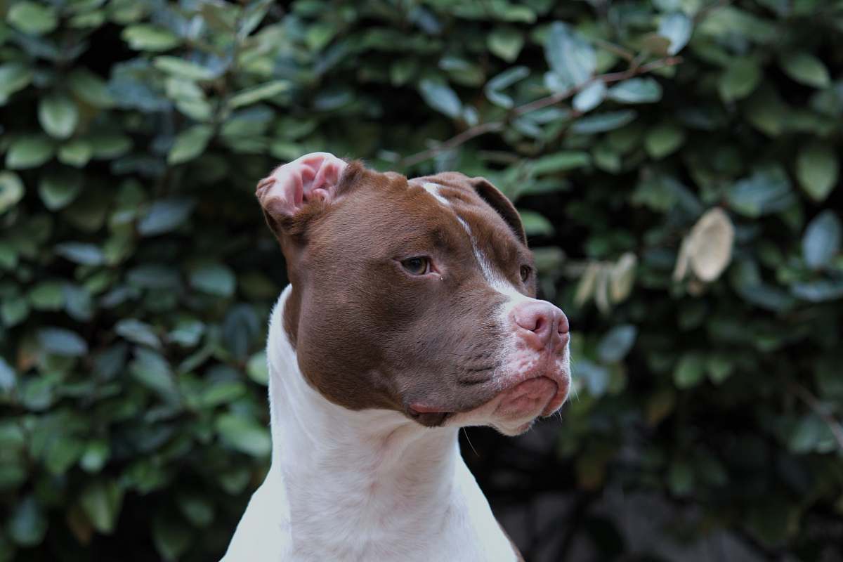 canine short-coated white and brown dog dog