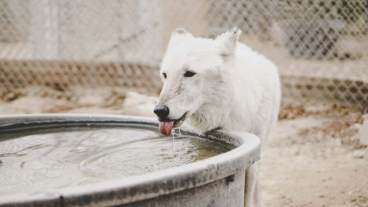 dog short-coated white dog drinking water from filled container canine
