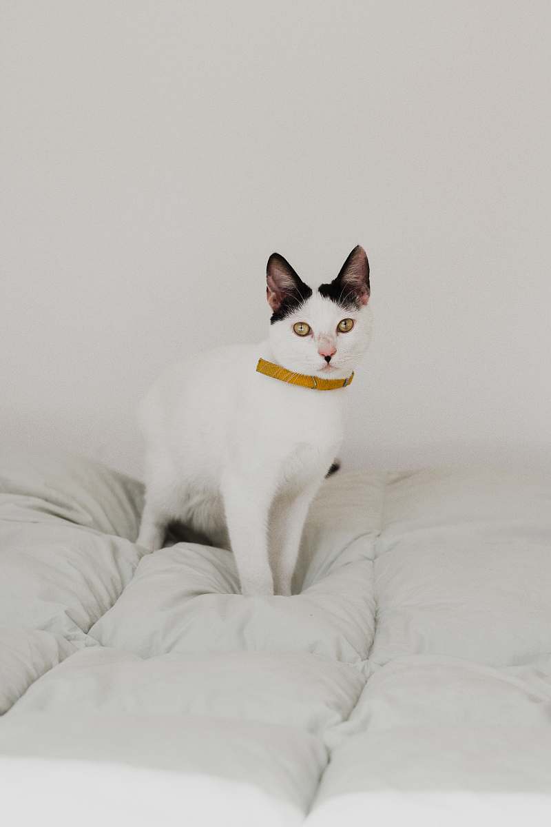 cat short-haired white cat on white bed pet