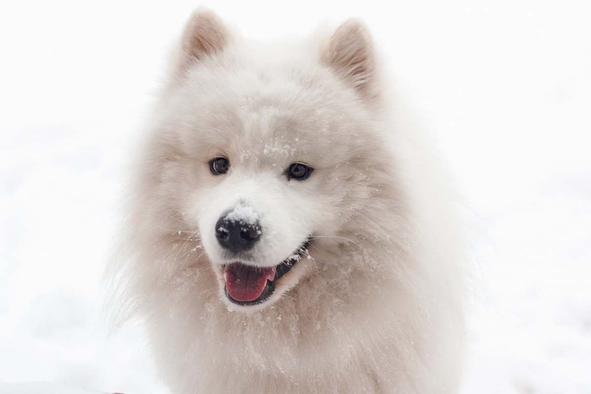 dog Siberian husky canine