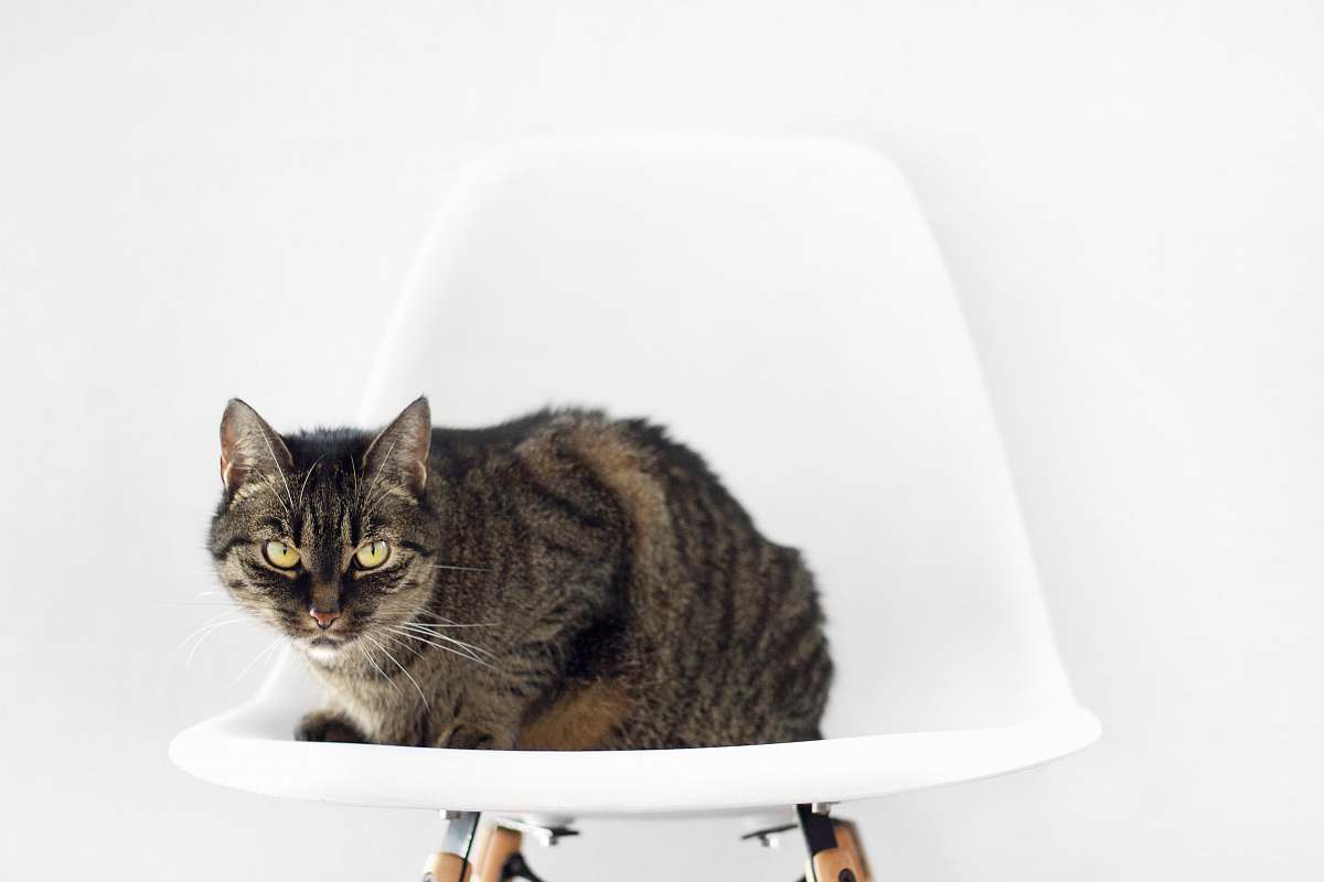 cat silver and black cat on white chair pet