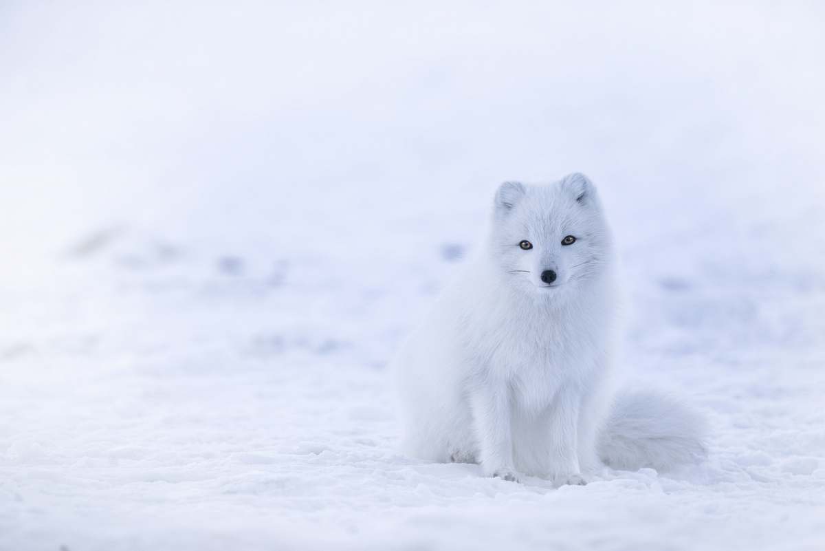 fox snow fox on snowfield arctic fox