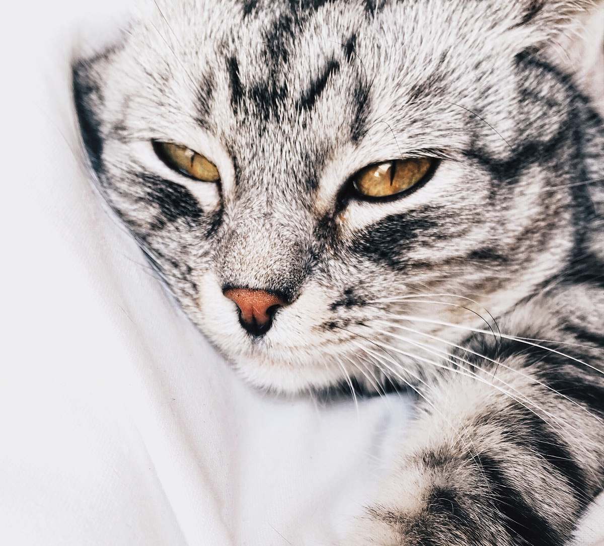 cat tabby cat laying on white textile pet