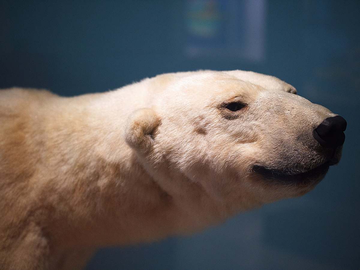 bear tilt shift lens photography of adult polar bear wildlife