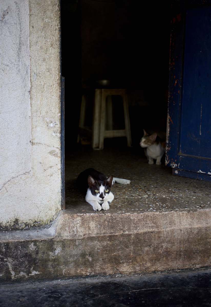 mammal tuxedo cat beside wall pet