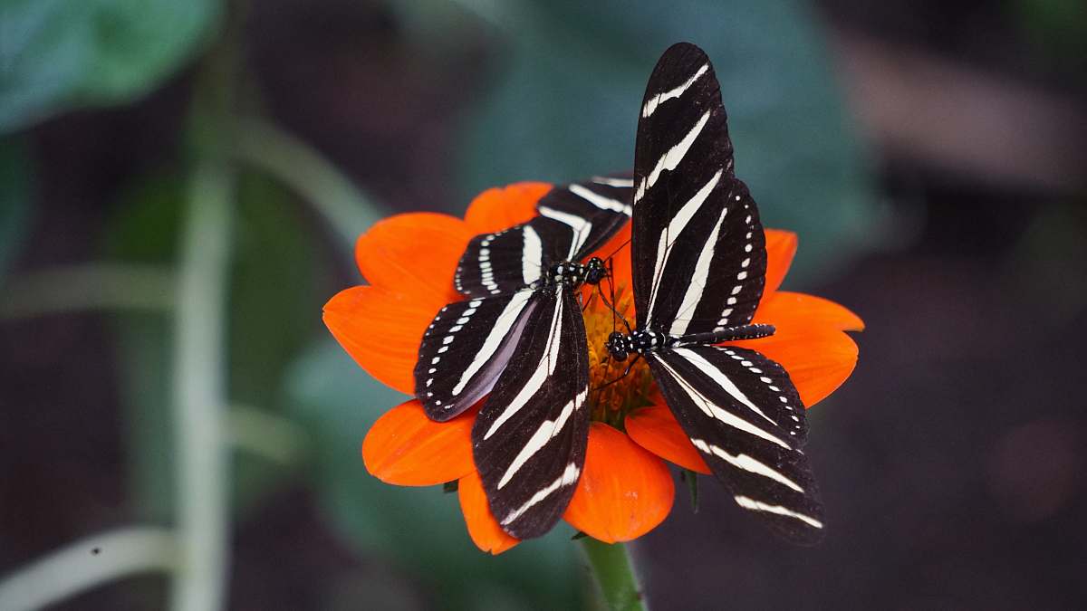 butterfly two white-and-black zebra longwing butterflies on orange petal flowers invertebrate