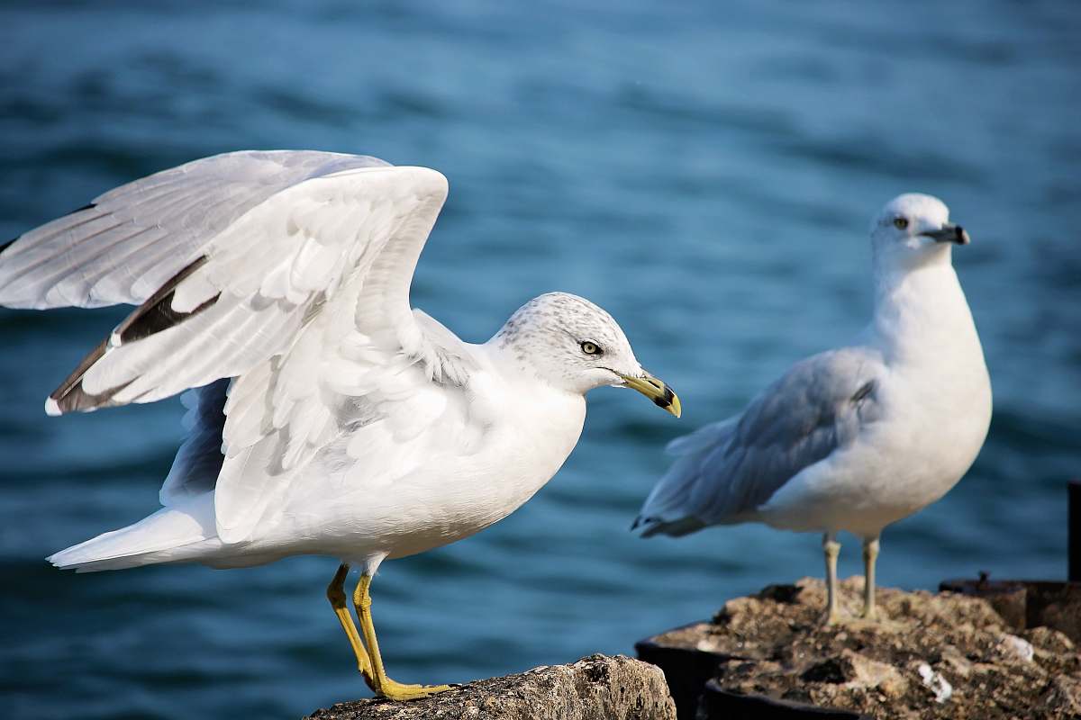 seagull two white seagulls standing on gray stones bird