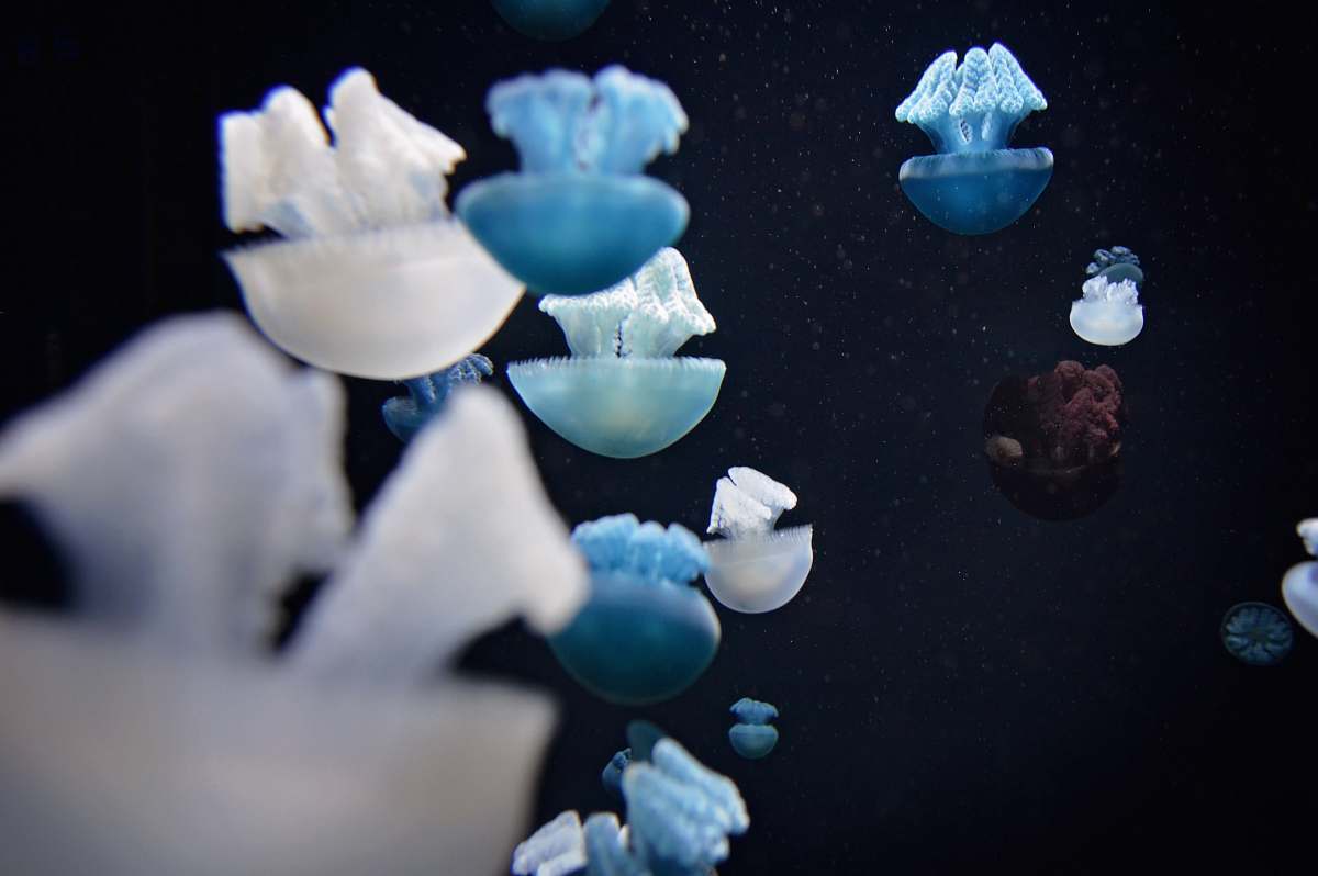jellyfish underwater photography of blue and white jellyfish baltimore